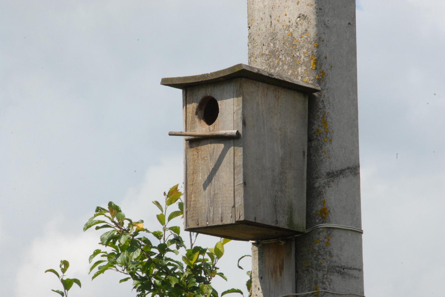 Miškininkai – apie svarbiausias inkilų kėlimo taisykles / Skirtingoms paukščių rūšims keliami skirtingo dydžio inkilai.