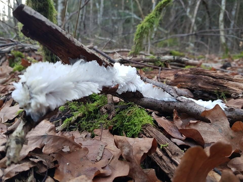 Miškininkai dalijasi retu reiškiniu – ledo plaukais /