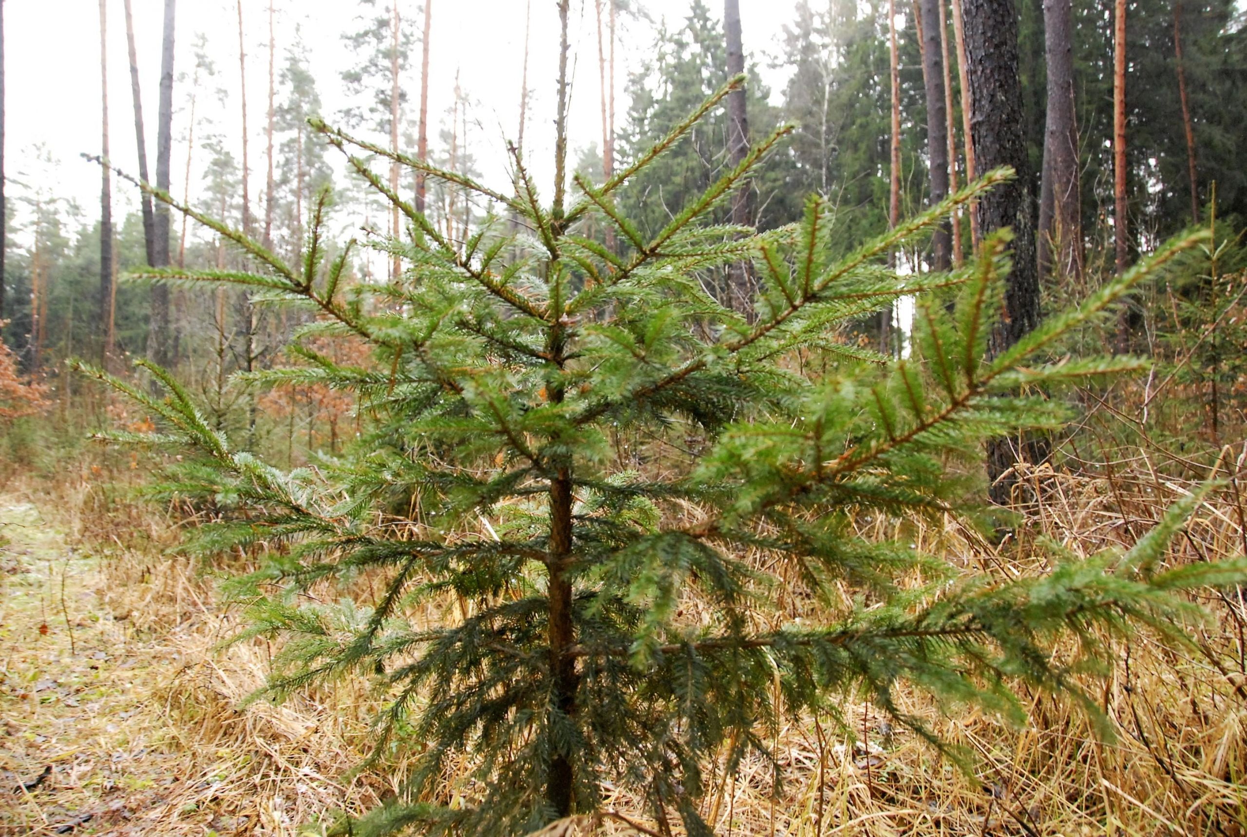 Miškininkai nemokamai dalins eglių šakas /