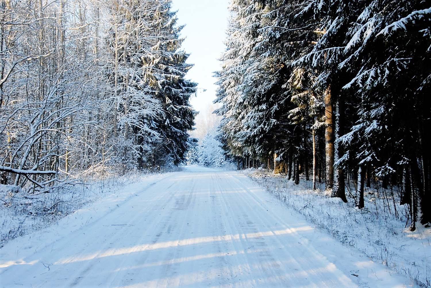 Miškuose – ir retų gyvūnų pėdsakai / Medžiojamųjų gyvūnų apskaita vykdoma pagal pėdsakus.  Gedimino Nemunaičio nuotr.