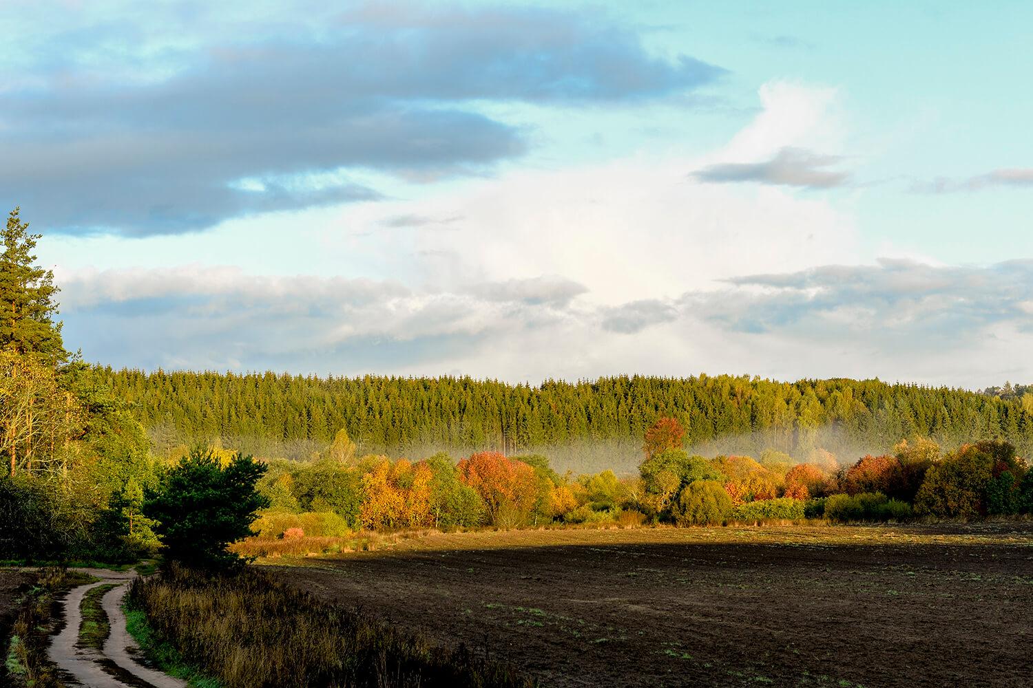 Miškus reikia ne tik sodinti