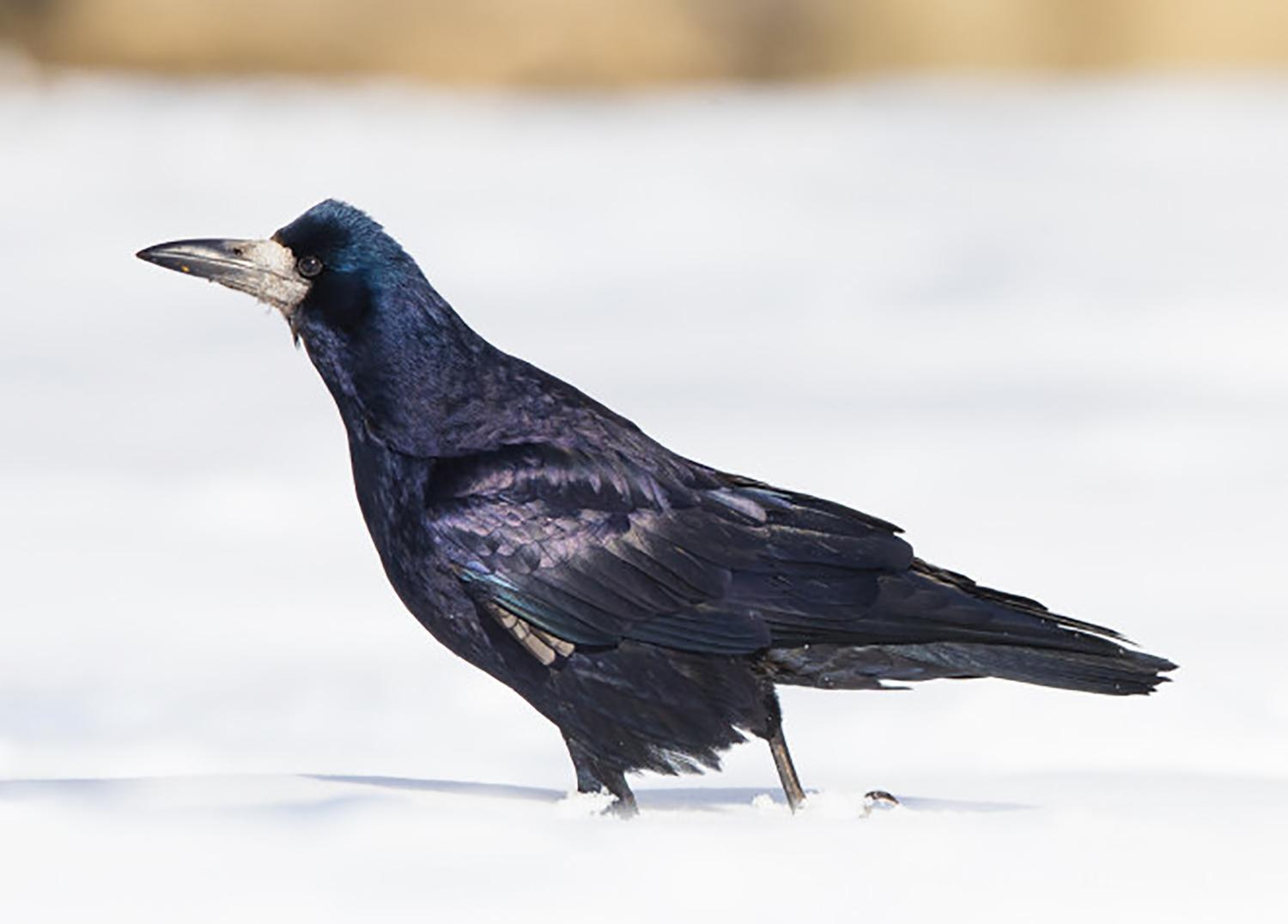 Naikinti kovų lizdus per vėlu / Prašoma palaukti rudens