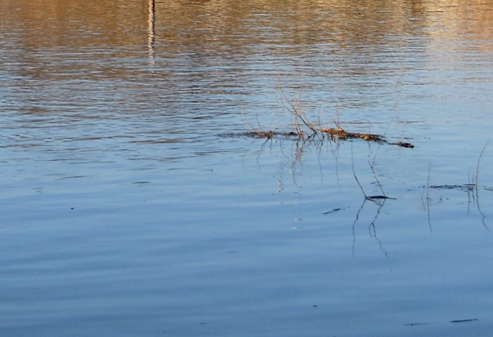 Namų valdas semia vanduo /