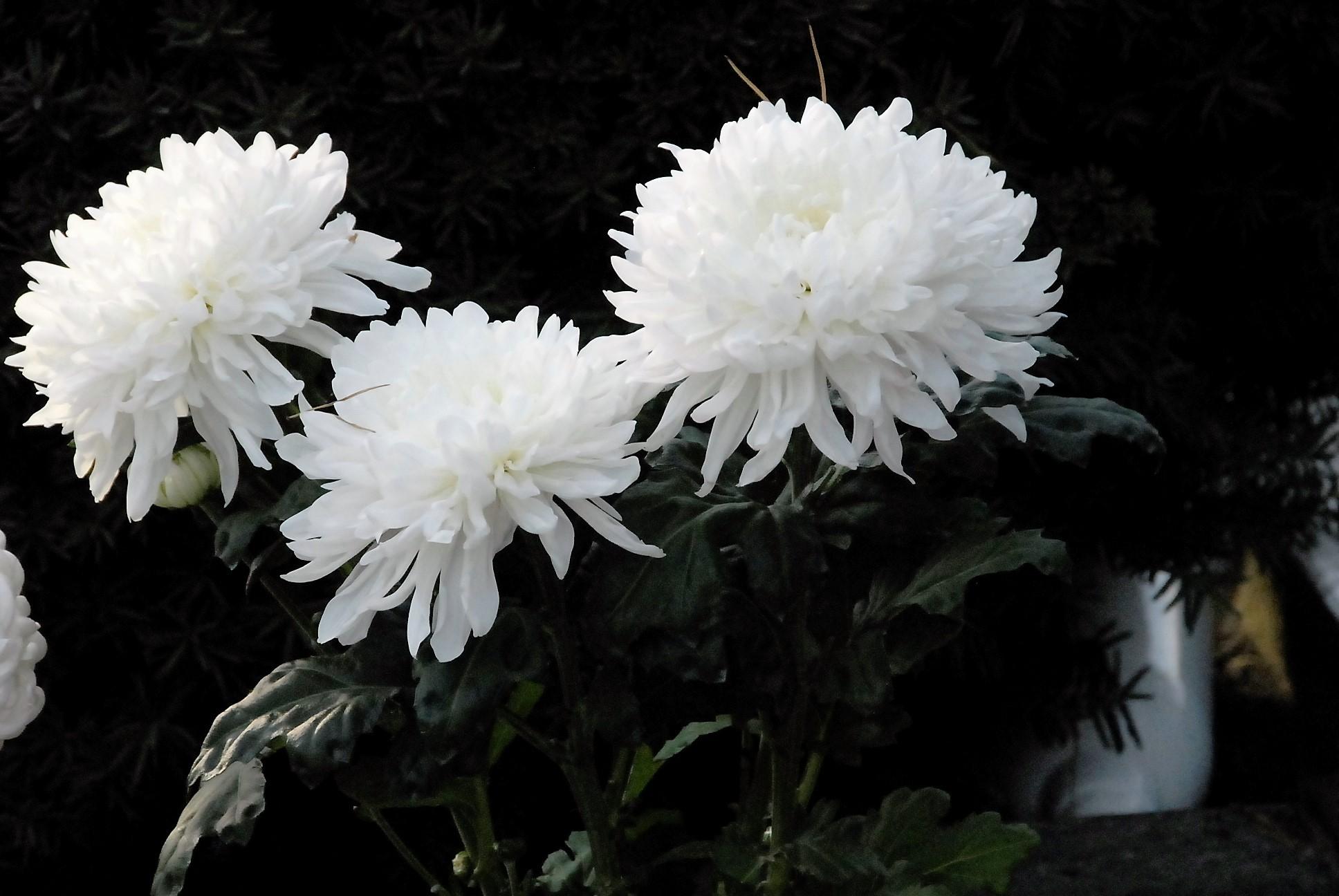 Namuose – dviejų vyrų mirtys /