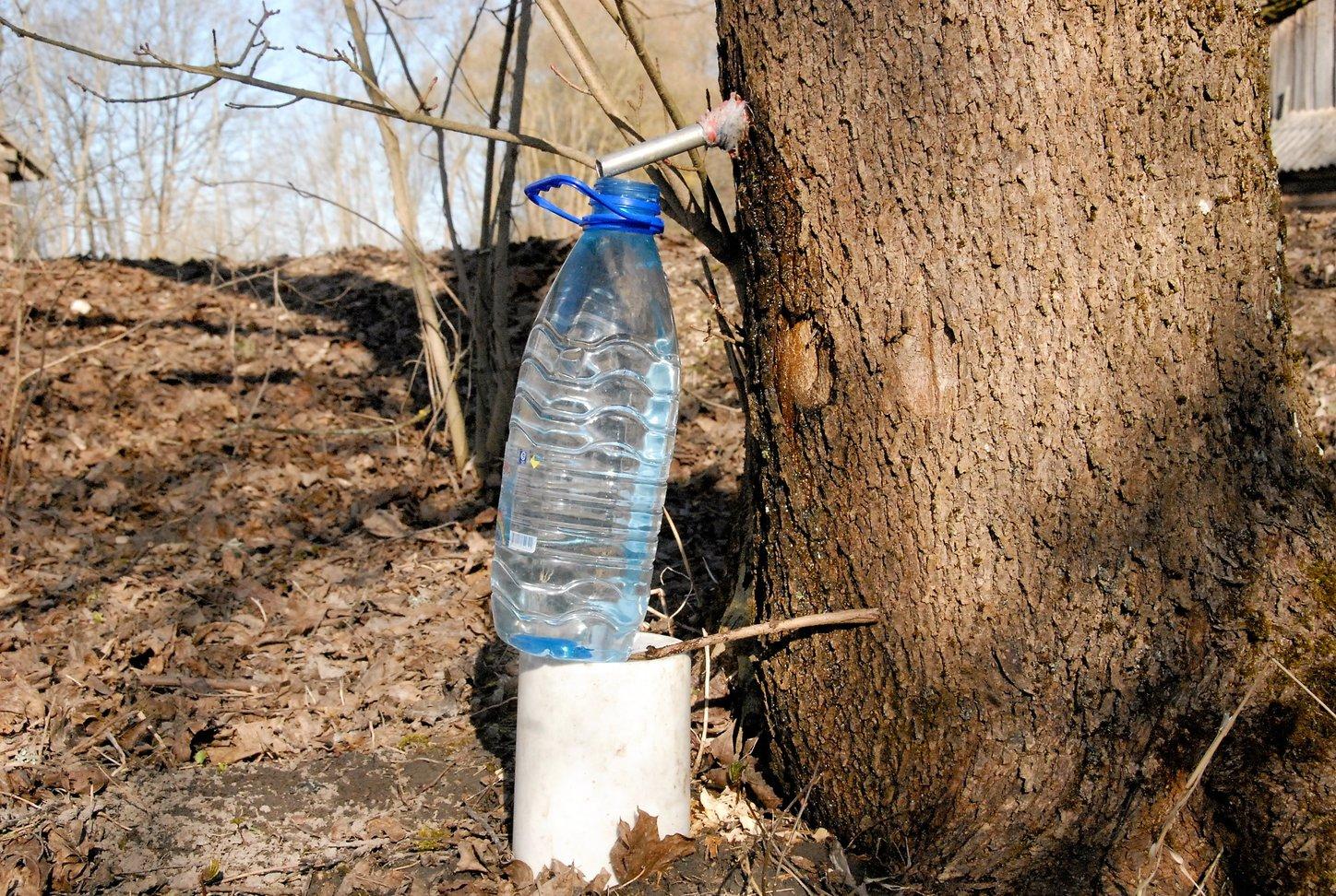 Ne iš kiekvieno klevo galima leisti sulą /
