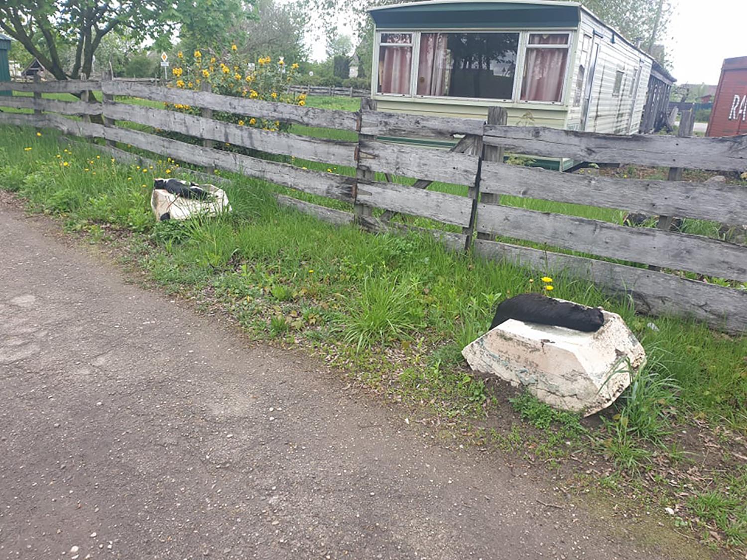 Negyvus katinėlius sudėjo ant pakilų / Negyvų kačių vaizdas sukrėtė pravažiuojantįjį.