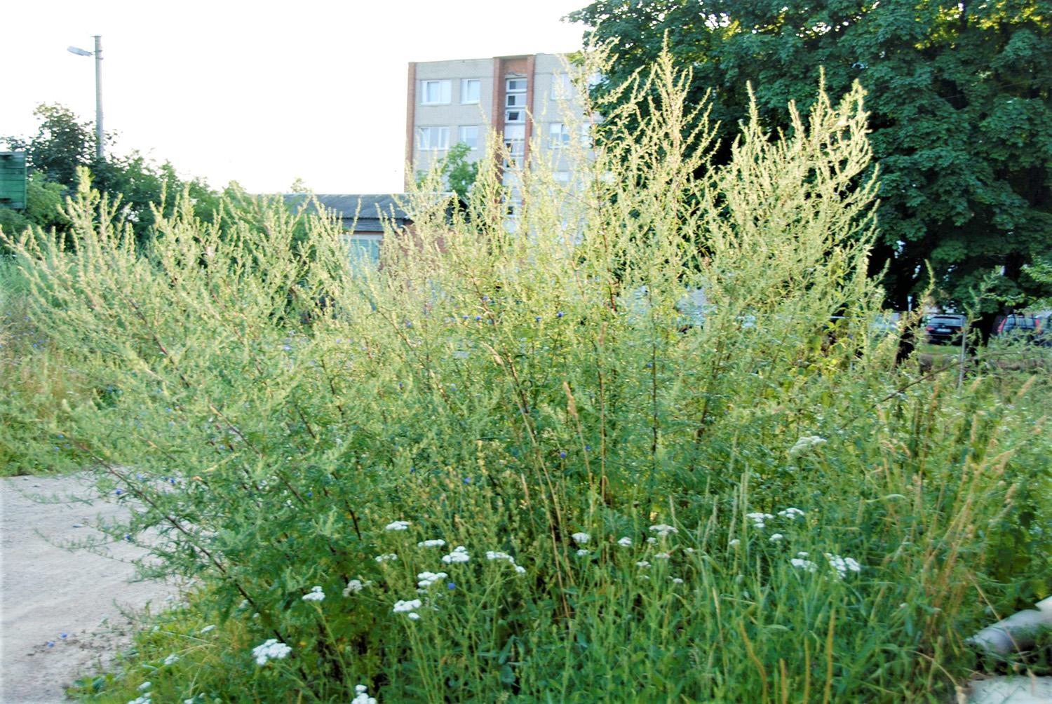Neprižiūrimų sklypų skaičius išaugo / Pagal patvirtintas taisykles prie privačių namų žolei užaugus iki 50 cm