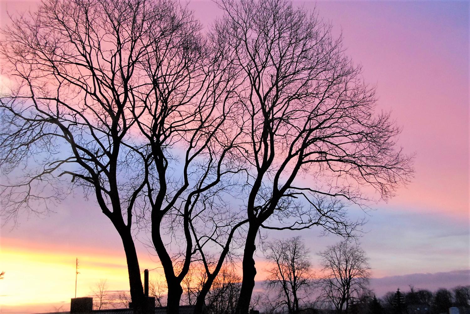 Nesantaikos priežastimi neretai tampa medžiai / Medžiai – miesto puošmena.  Gedimino Nemunaičio nuotr.