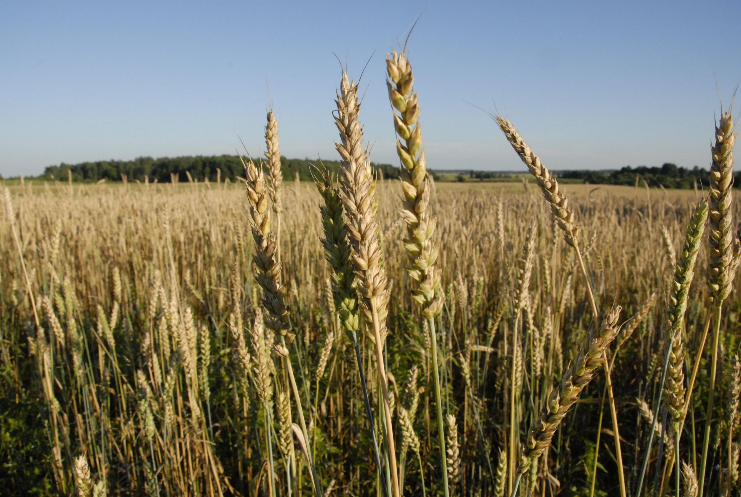 Nuo krušos nukentėjusių ūkininkų grūdus pasaugos „Jonavos grūdai“ /
