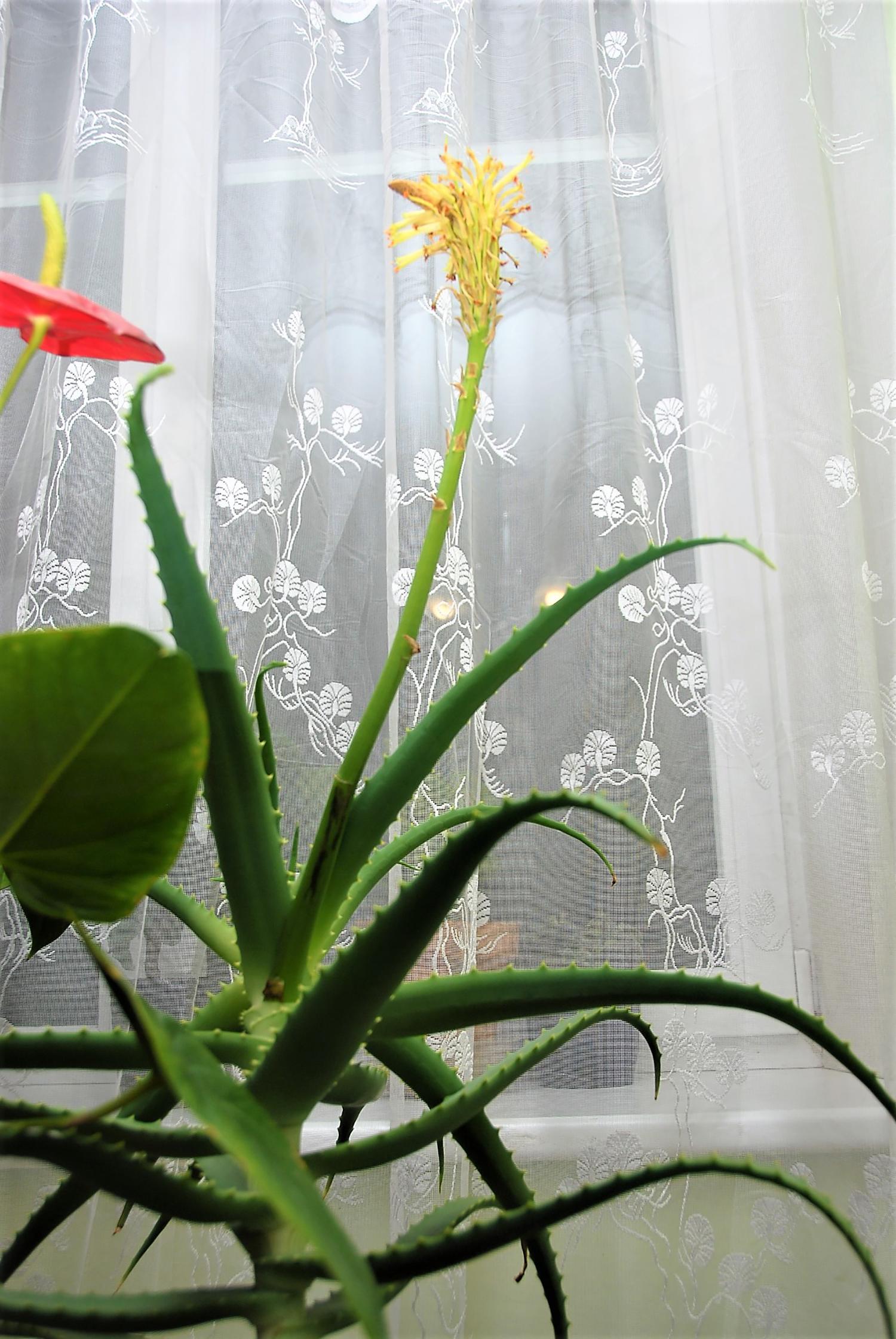 Nustebino retas reiškinys – pražydo alavijas / Nuotr. Prašmatnų žiedą sukrovęs alavijas. Gedimino Nemunaičio nuotr.