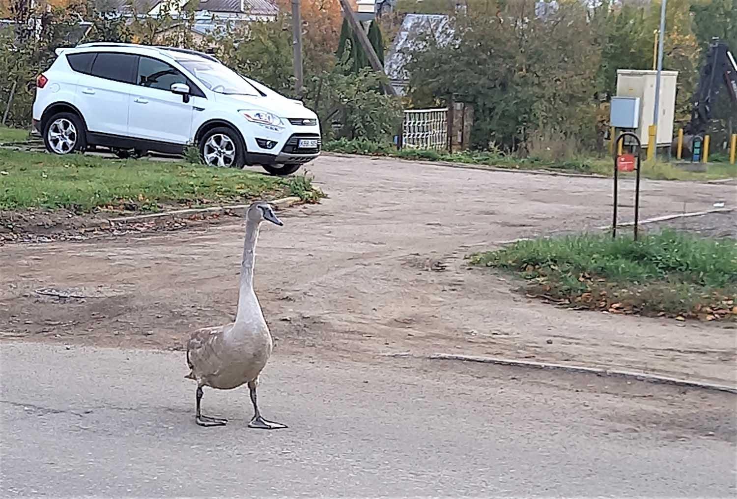 P. Cvirkos gatvėje – nepaprasta pėsčioji / Autorės nuotr.