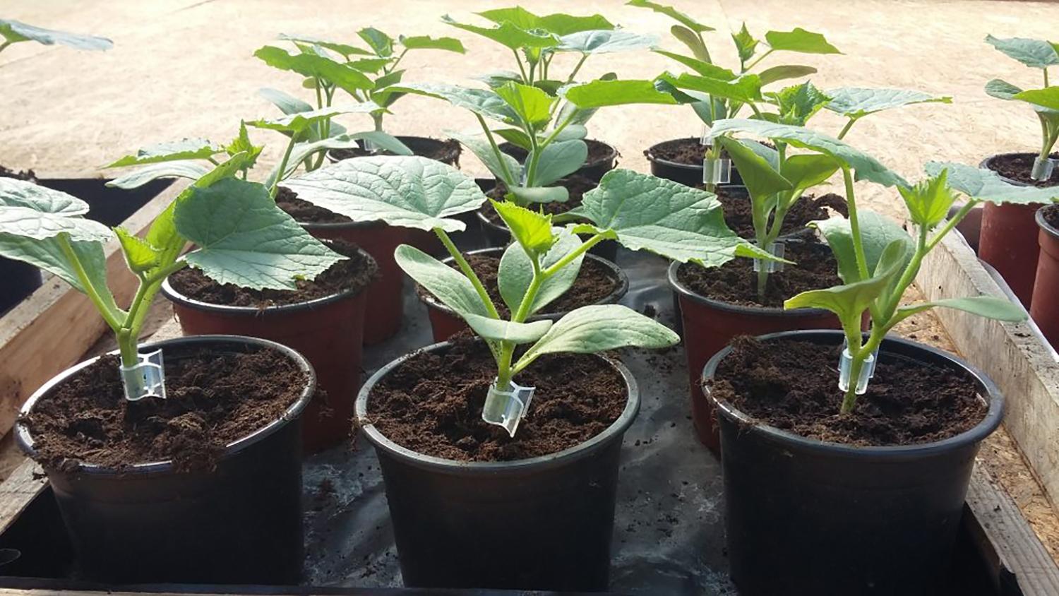 Parduodant daigintas sėklas