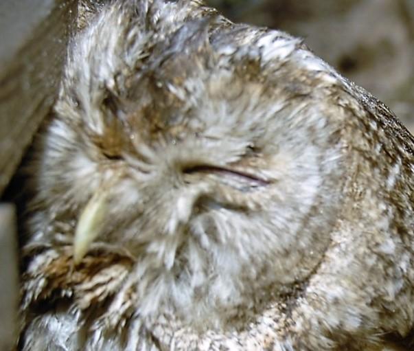 Pareigūnams kelią „užtvėrė“ pelėda /