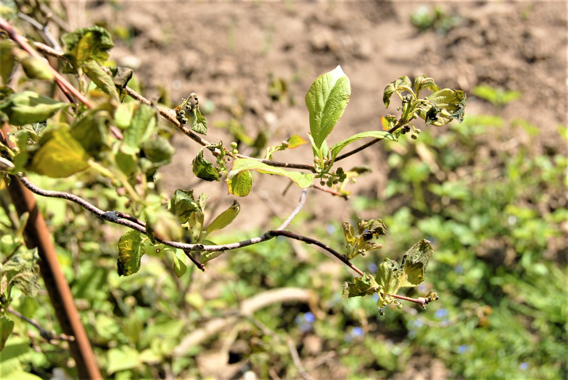 Pasirengę tirti šalnų nuostolius /