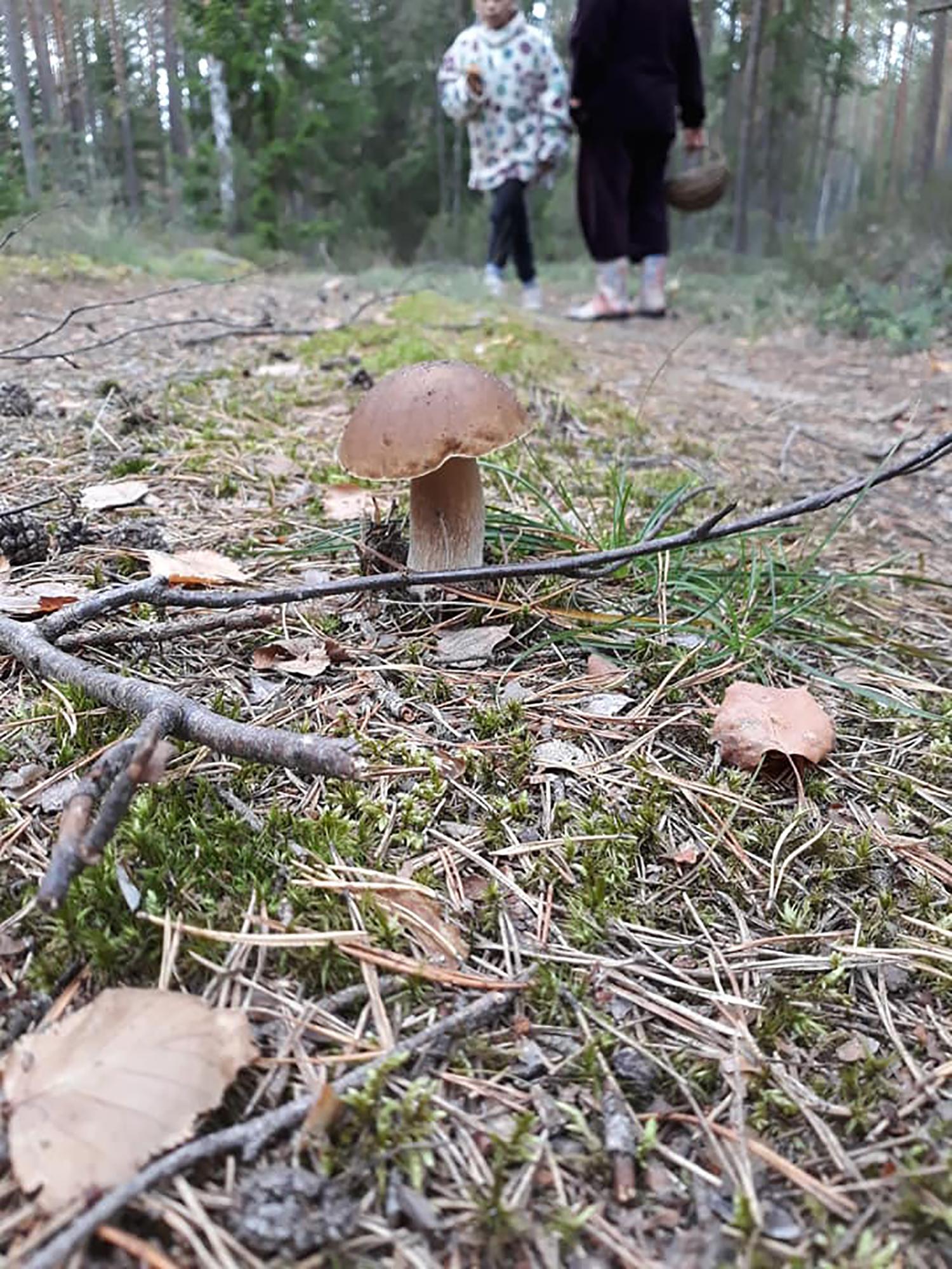 Pasiskiepijusiųjų nuo erkinio encefalito – dvigubai daugiau / Po miškus maklinėjantys grybautojai namo gali parsinešti ne tik pintines baravykų