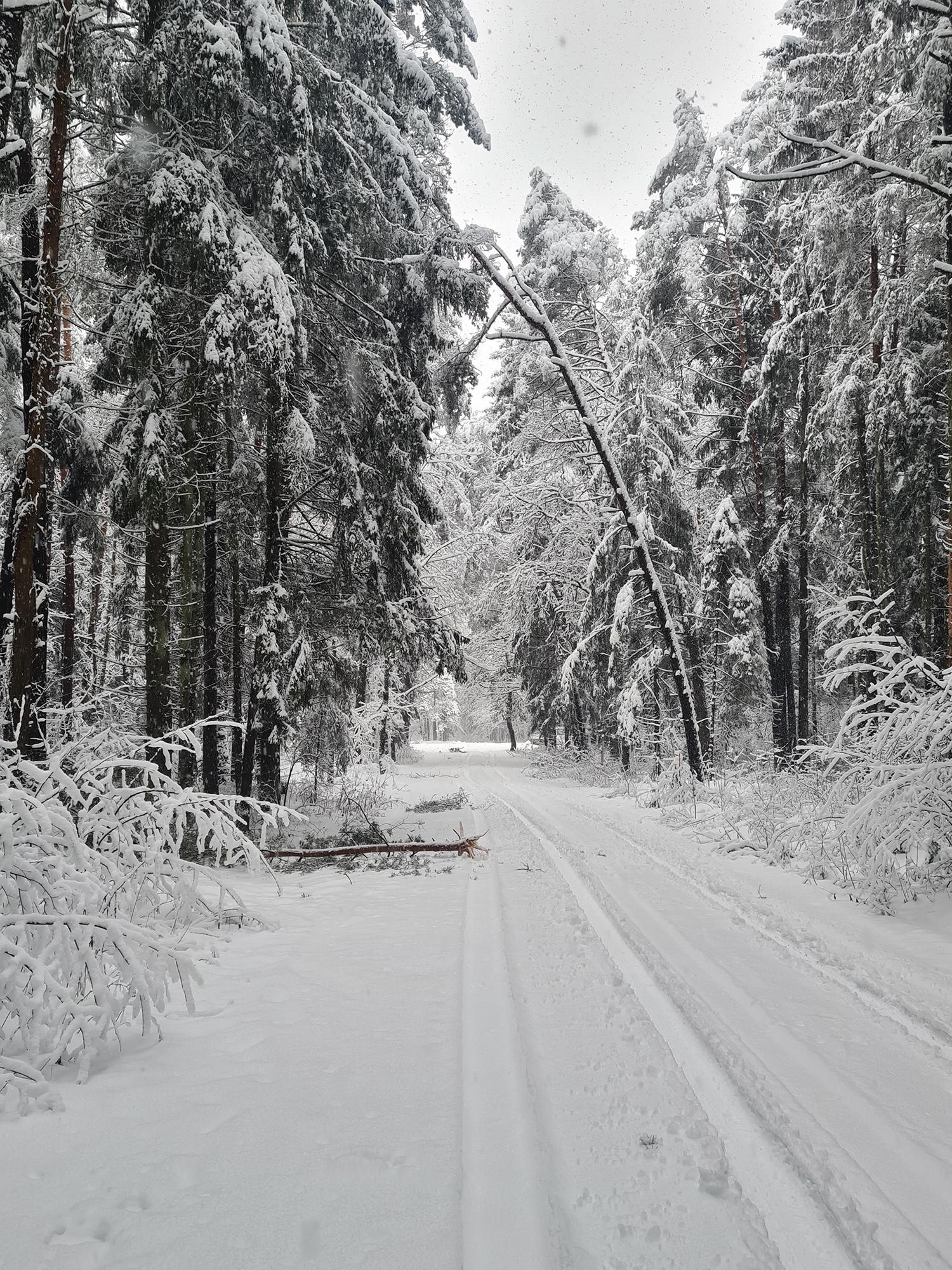Pasivaikščiojimus miške verčiau atidėti / Nuo sniego lūžta medžiai ir šakos.