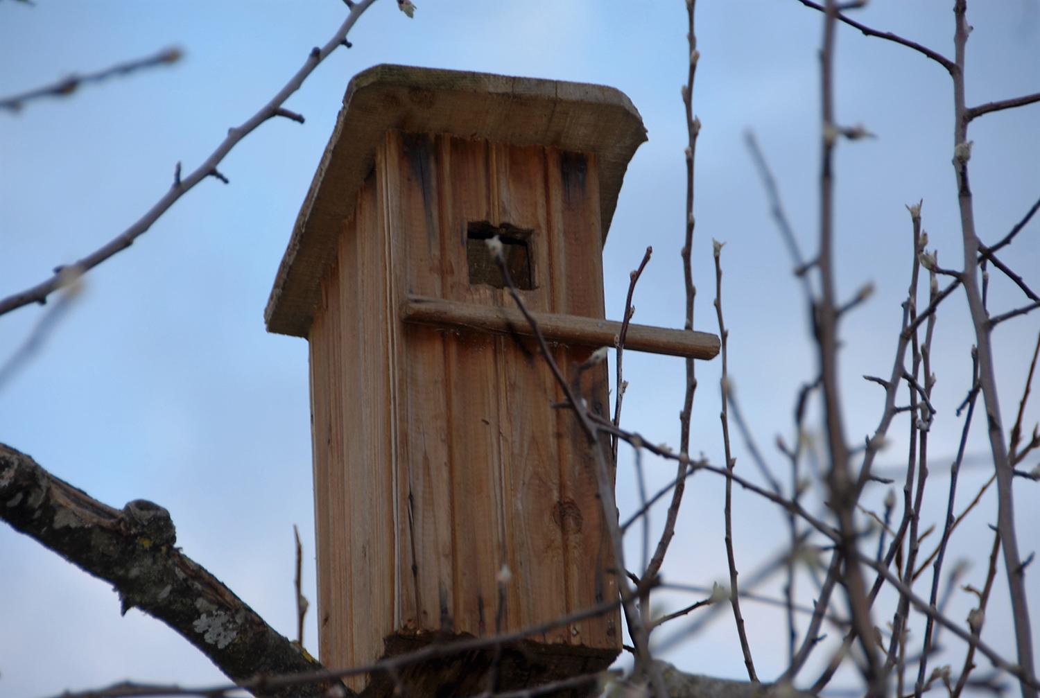 Paukščių sugrįžtuvėms keliame inkilus /