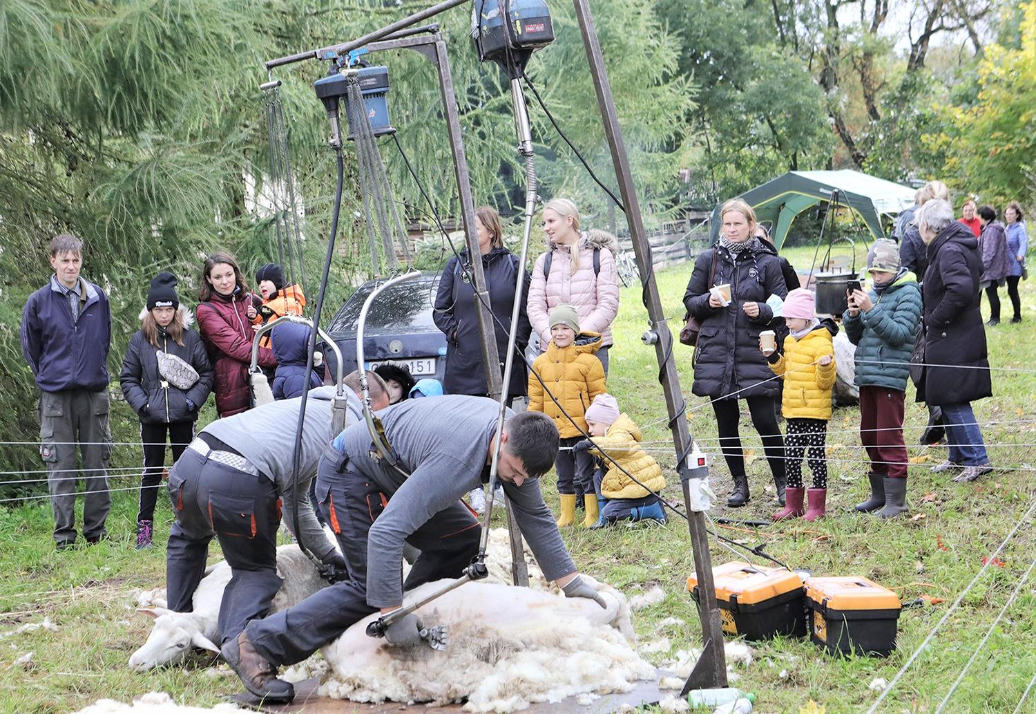 Paveldo ratas įsuktas Vaitkuškyje / Demonstruoti avių kirpimo darbai.  Dainiaus Vyto nuotr.