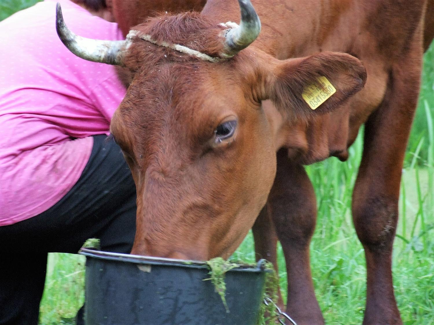 Per karščius ragina pasirūpinti savo auginamais gyvūnais / Svarbu