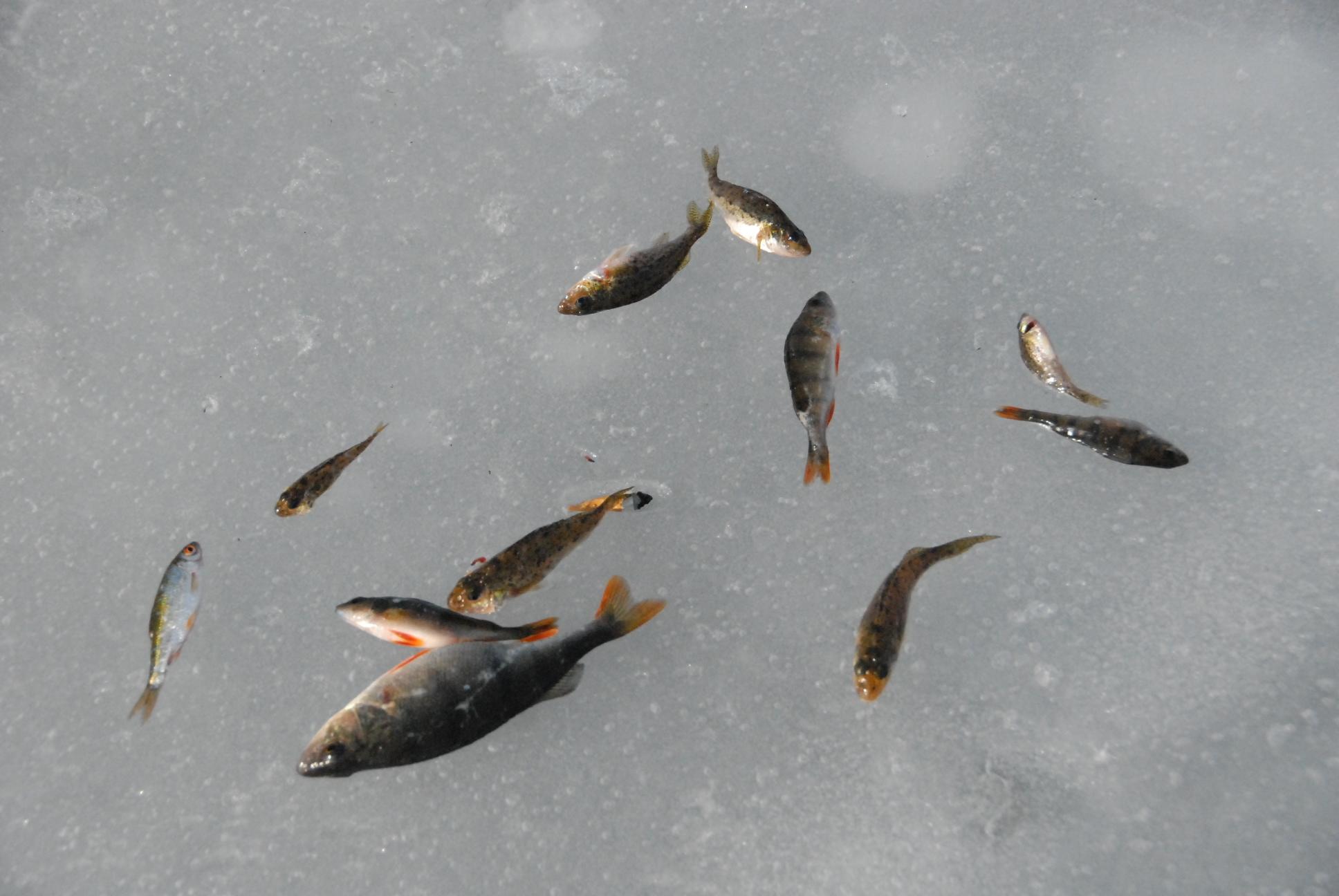 Per šventinį savaitgalį – 7 žvejybos pažeidimai /