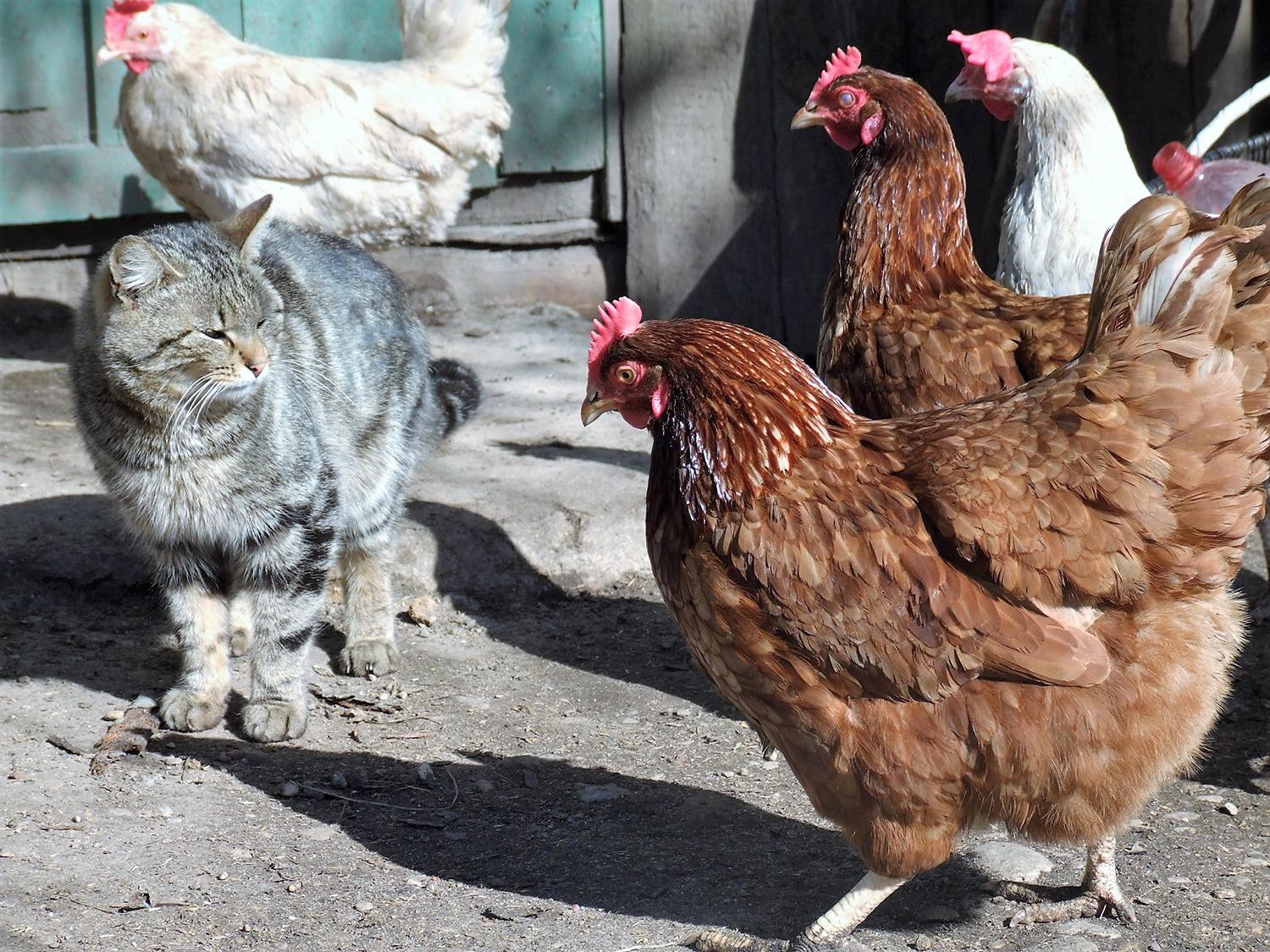 Perspėja apie vėl išaugusią paukščių gripo riziką / Naminiai paukščiai paukščių gripu dažnai užsikrečia per užterštą lesalą ar vandenį.