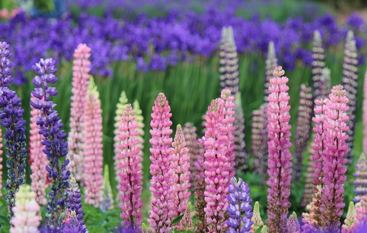 Pievose jau mėlynuoja invaziniai lubinai /