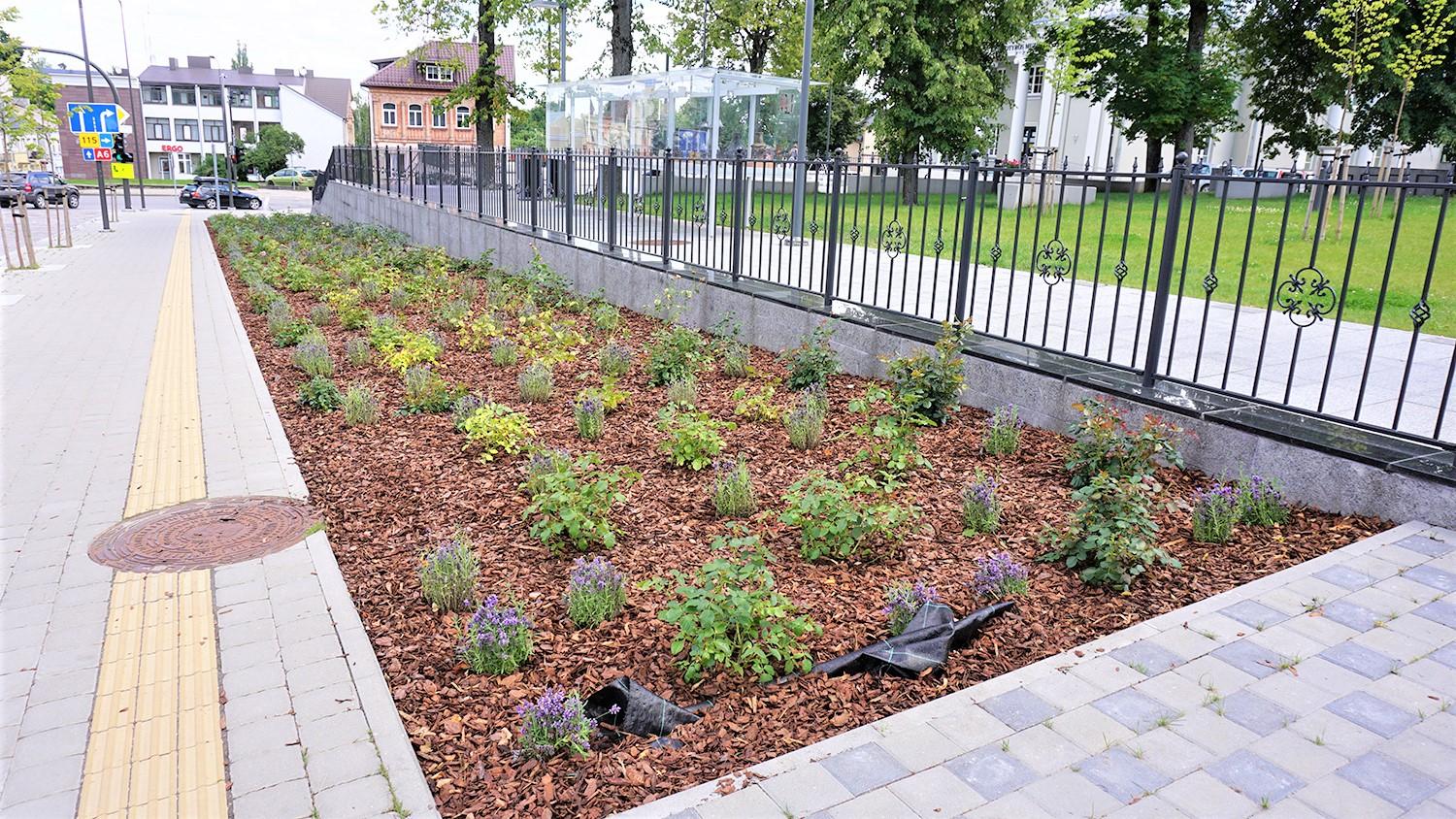 Piktadarių akiratyje – naujausias Ukmergės gėlynas / Autorės nuotr. Nuo piktavalių nukenčia beveik visi miesto gėlynai.