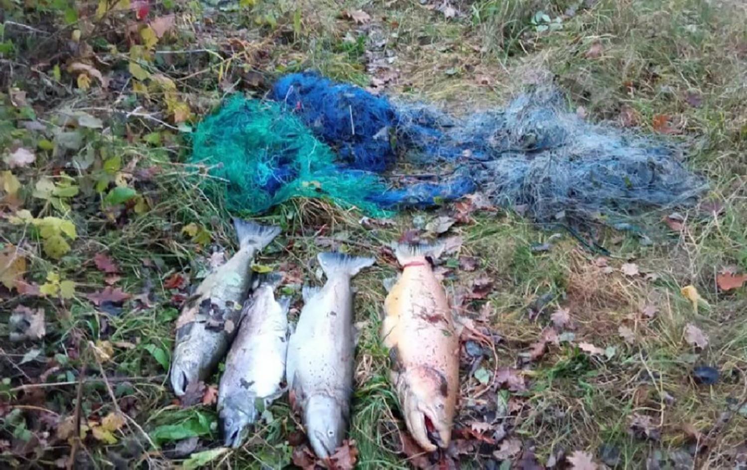 Po paviešintos žinios – dėmė Ukmergės medžiotojų ir žvejų draugijai / Lašišos buvo gaudomos su tinklais.