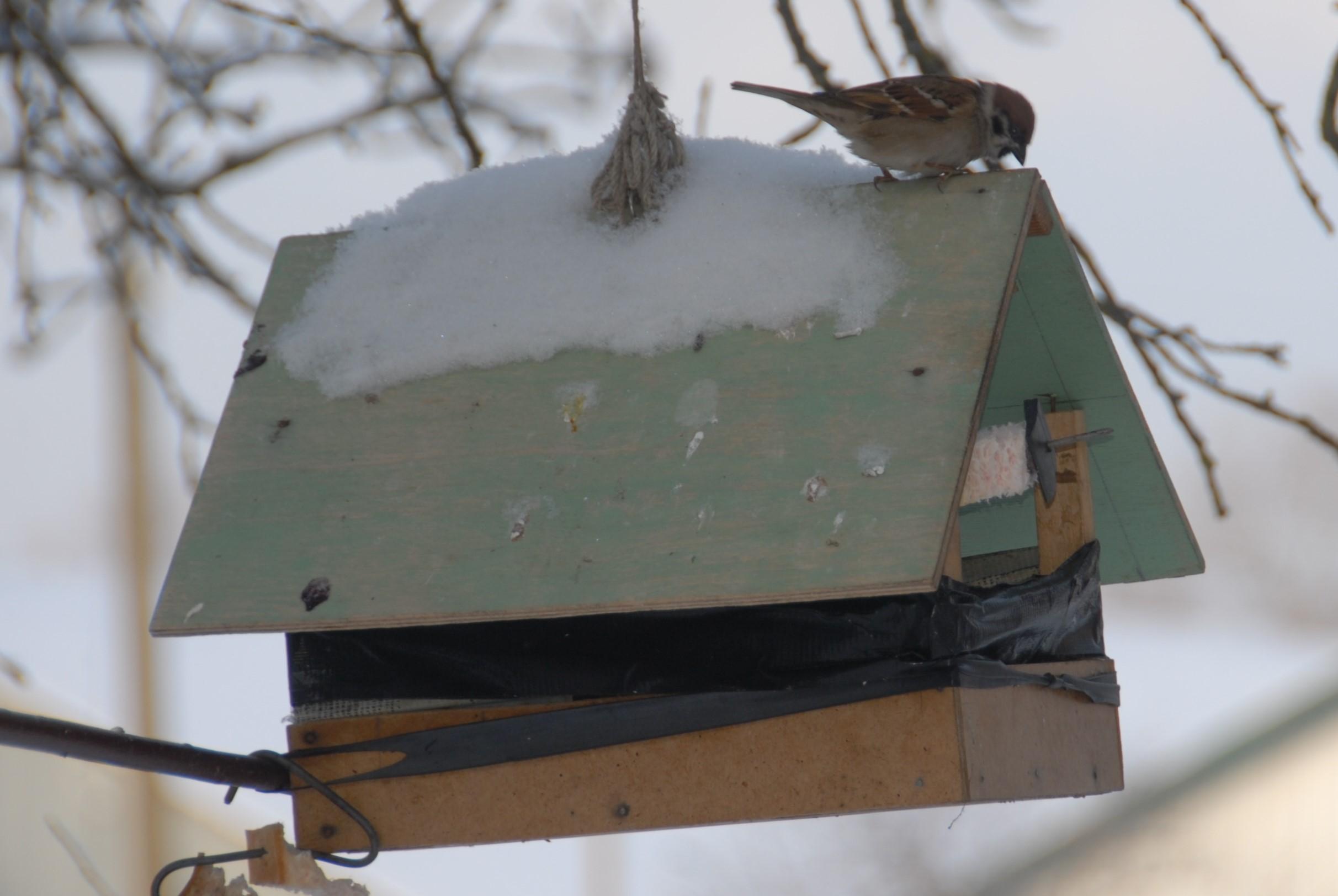 Policijai apskundė paukščius /