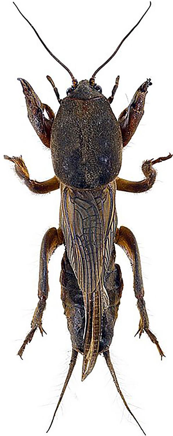 Populiarėja vabzdžių