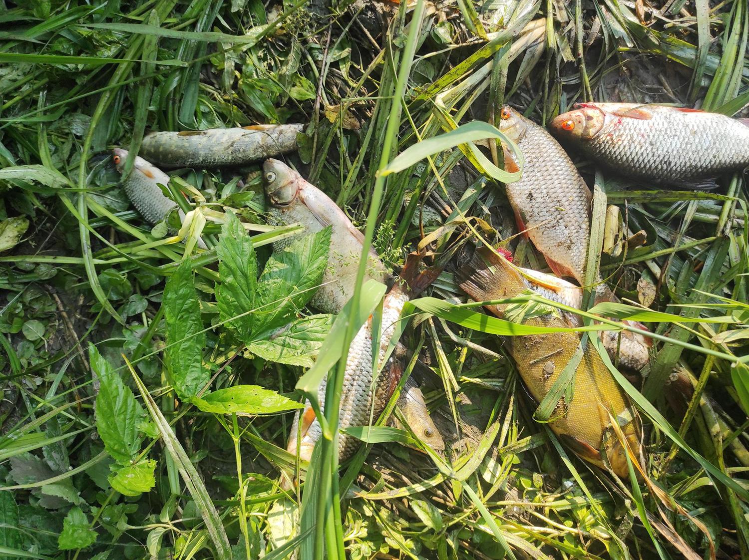 Pradėjo tyrimą dėl galimų aplinkosaugos pažeidimų / Nuleidus tvenkinio vandenį