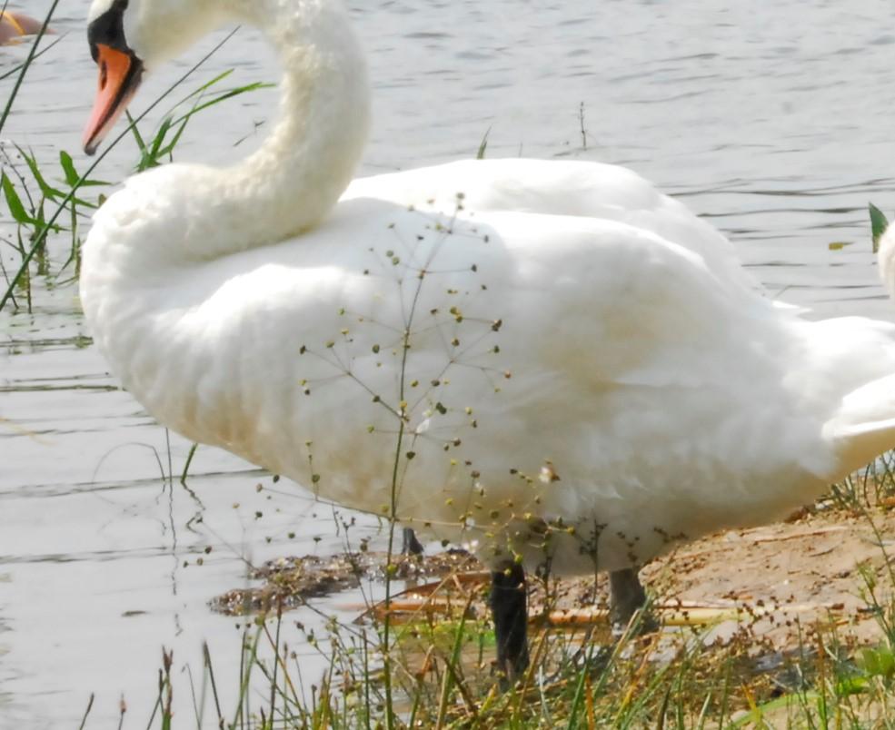 Pranešė apie žuvusią gulbę /