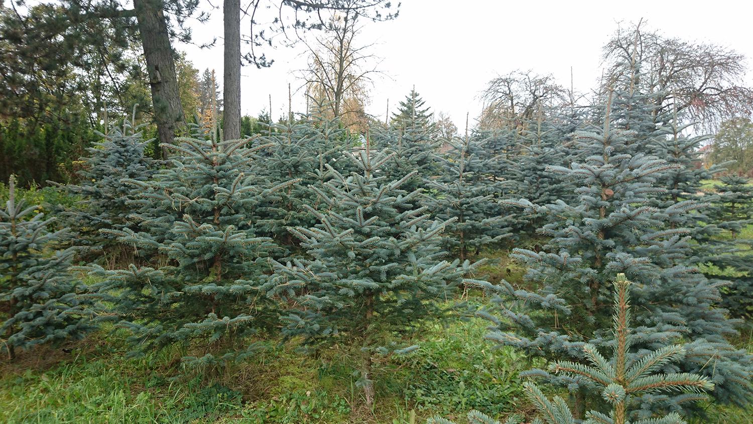 Prasideda kalėdinių eglučių prekyba / Astos Strazdienės nuotr. Sidabrinės eglės medelyne šįmet bus paskutinės.