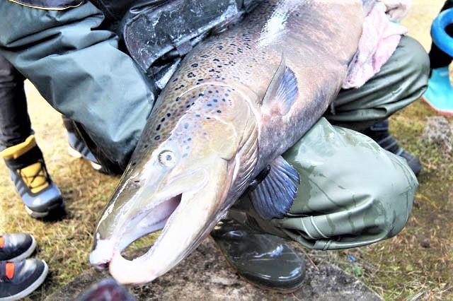 Prasidėjo lašišų ir šlakių žvejybos sezonas /