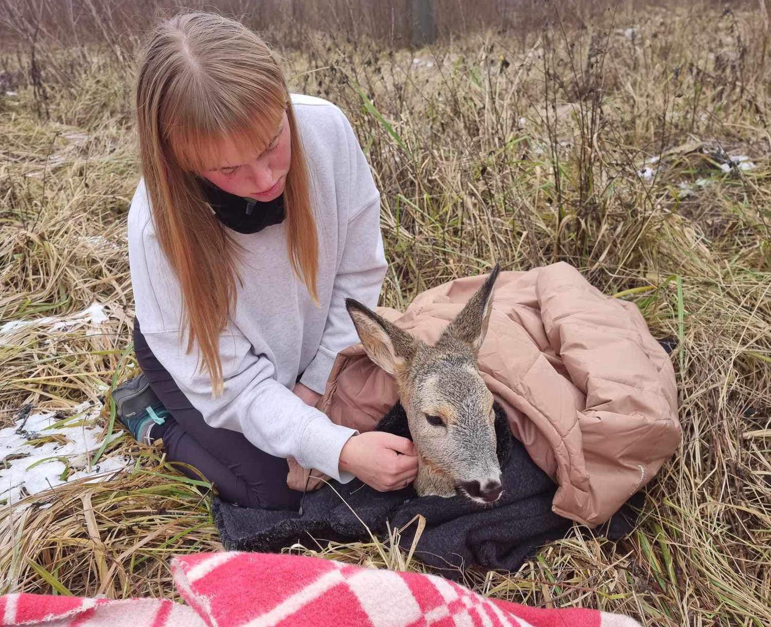 Prie Šventosios – stirniuko gelbėjimo operacija / E. Kaselytės feisbuko nuotr. „Visą valandą savo kūnais ir rūbais trindami ir masažuodami stengėmės sušildyti mažylį