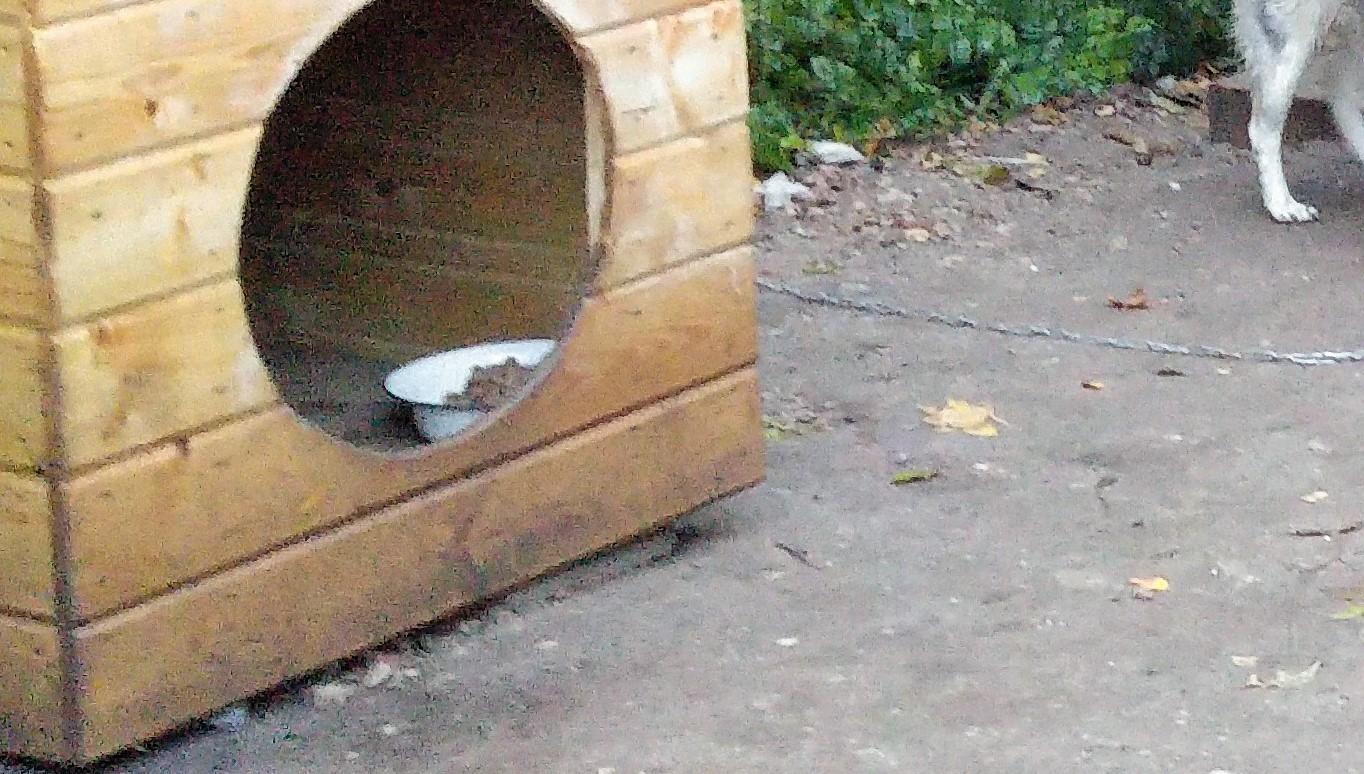 Priglaudė gyvūną – užsikrovė problemą /