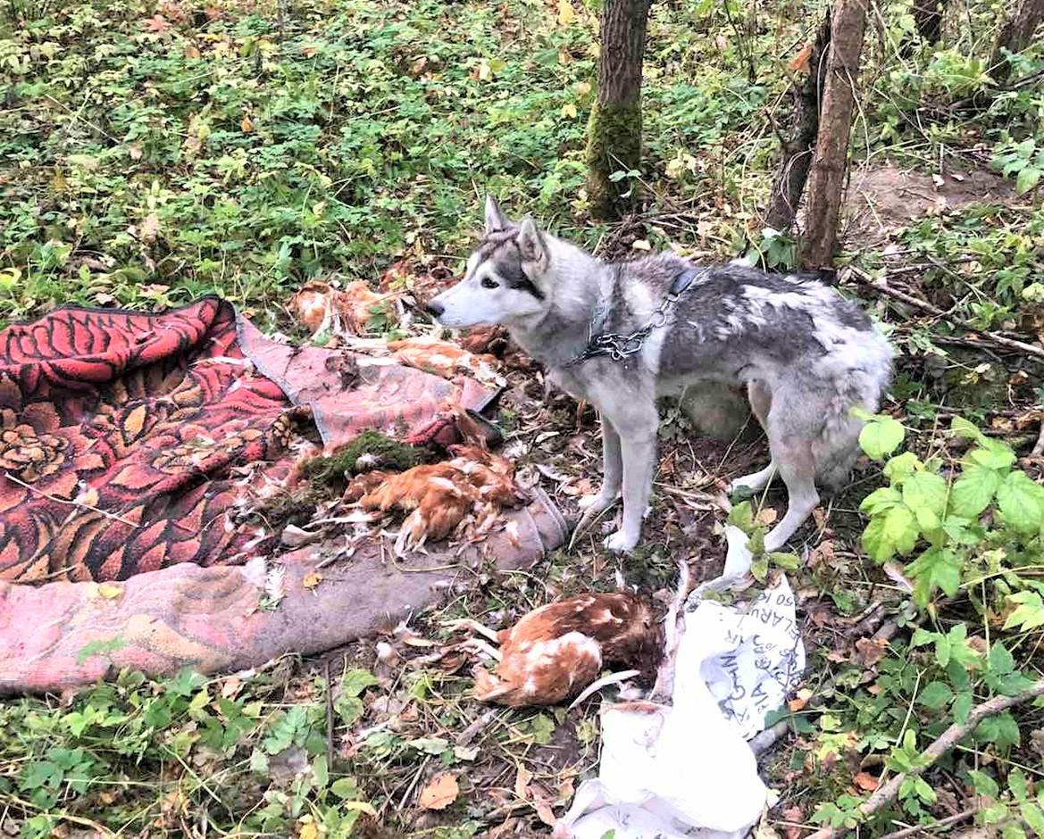 Pririšo prie medžio ir paliko miške / Šalia pririštos kalaitės buvo numestas senas kilimas