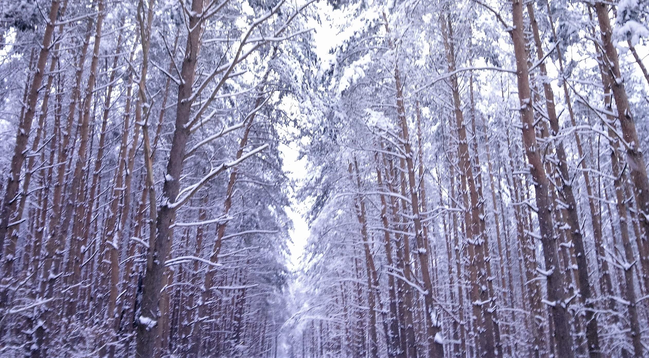 Privačių miškų savininkai raginami atlikti savo pareigą / Prižiūrėti miškų būklę
