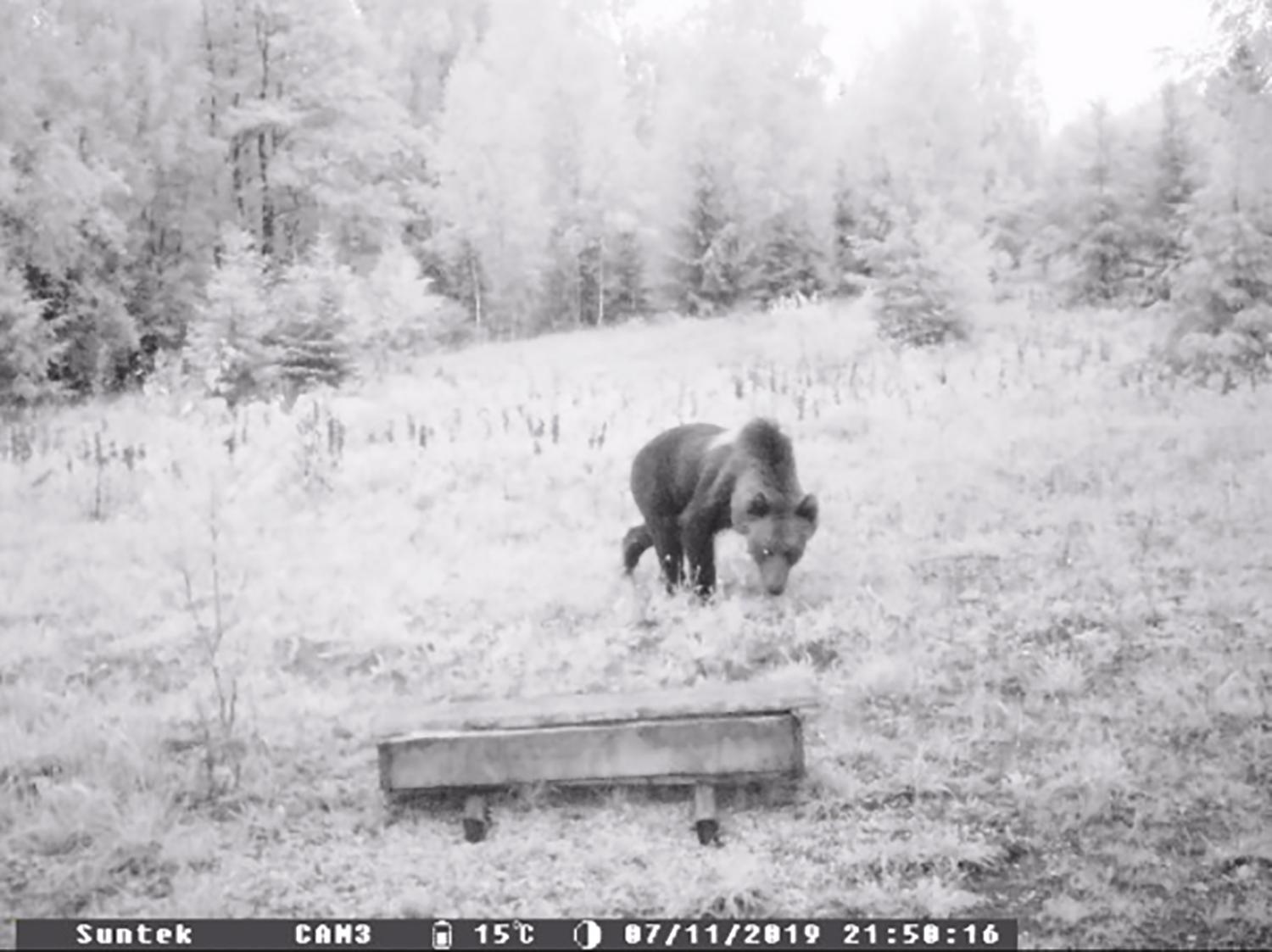 Rajone vėl pastebėta meška / Portalui „Agroeta“ atsiųstoje nuotraukoje – ketvirtadienio vakarą Želvos seniūnijoje prie Tolučių kaimo užfiksuota meška.  Tado Stepučinsko nuotr.