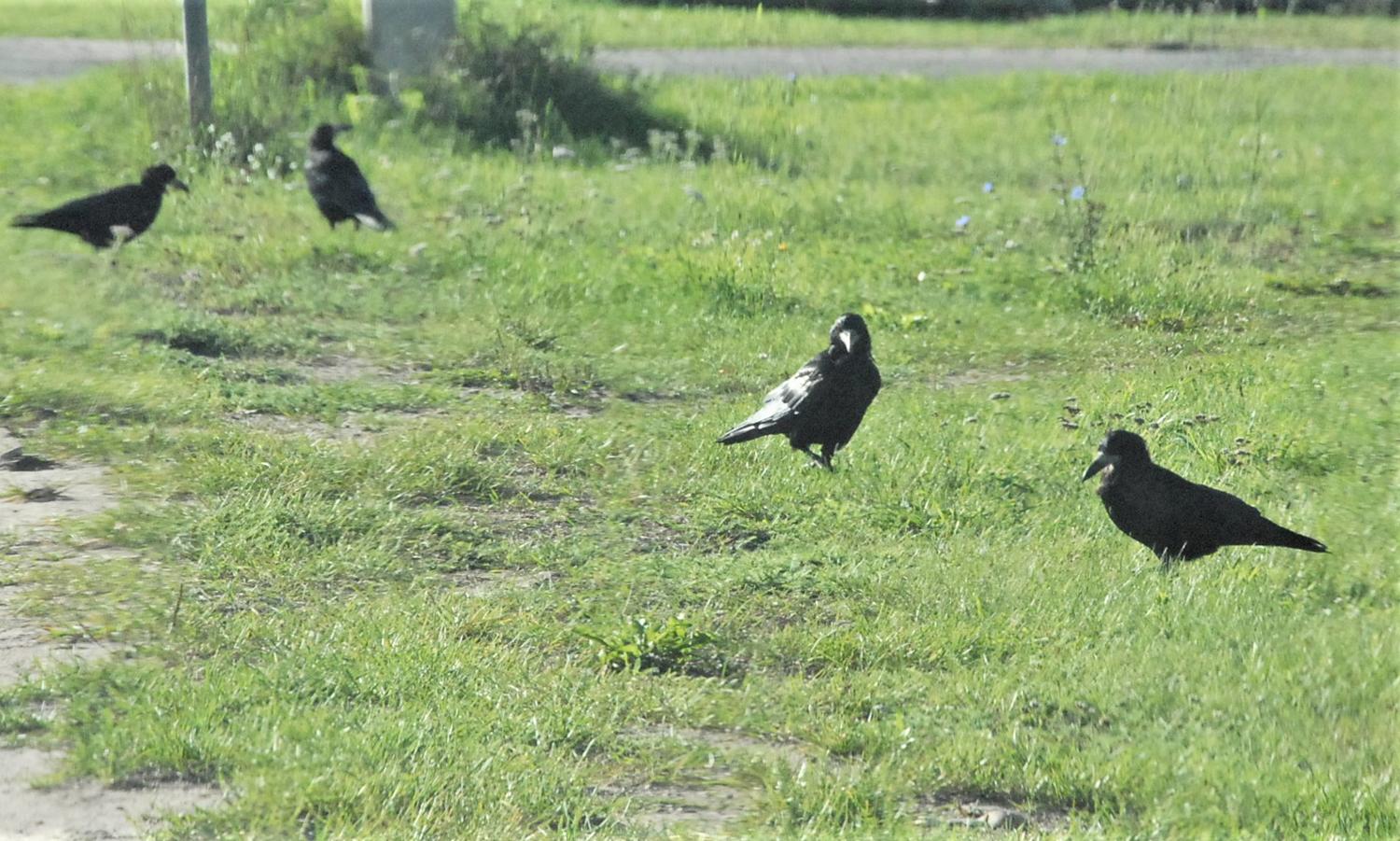 Ramiai gyventi neleidžia varnos / Sklypą atakuoja šimtai kovų.  Gedimino Nemunaičio nuotr.