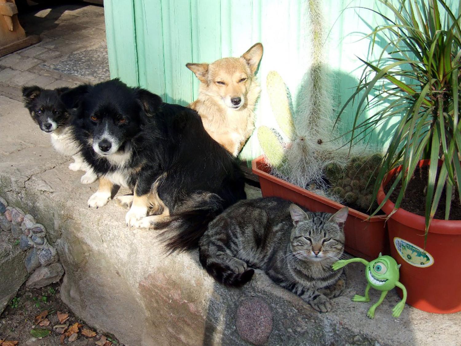 Rinkti ekskrementus privalo