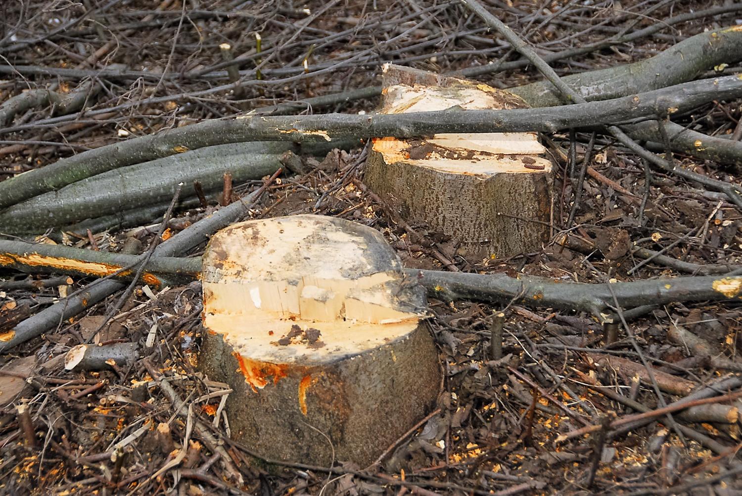 Šakas apgenėjo ir paliko /