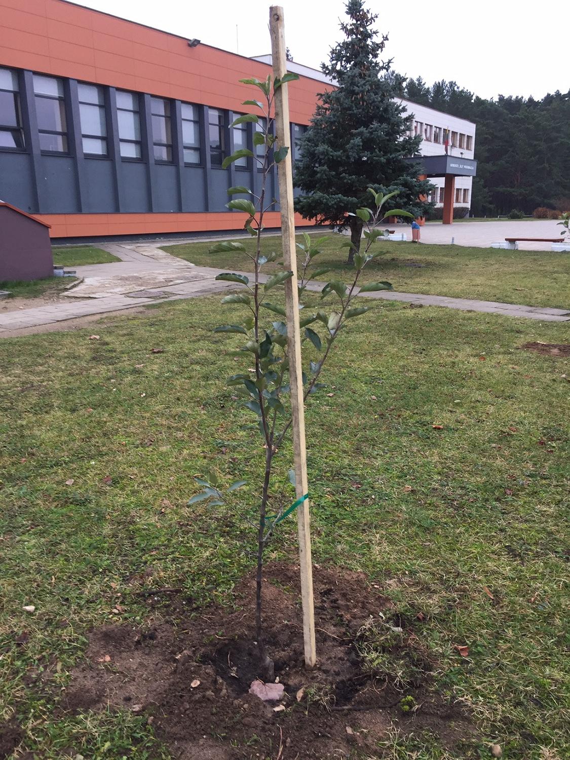 Šalia ugdymo įstaigų puoselės sodus / Vaikai skatinami įsitraukti į sodininkystės darbus.