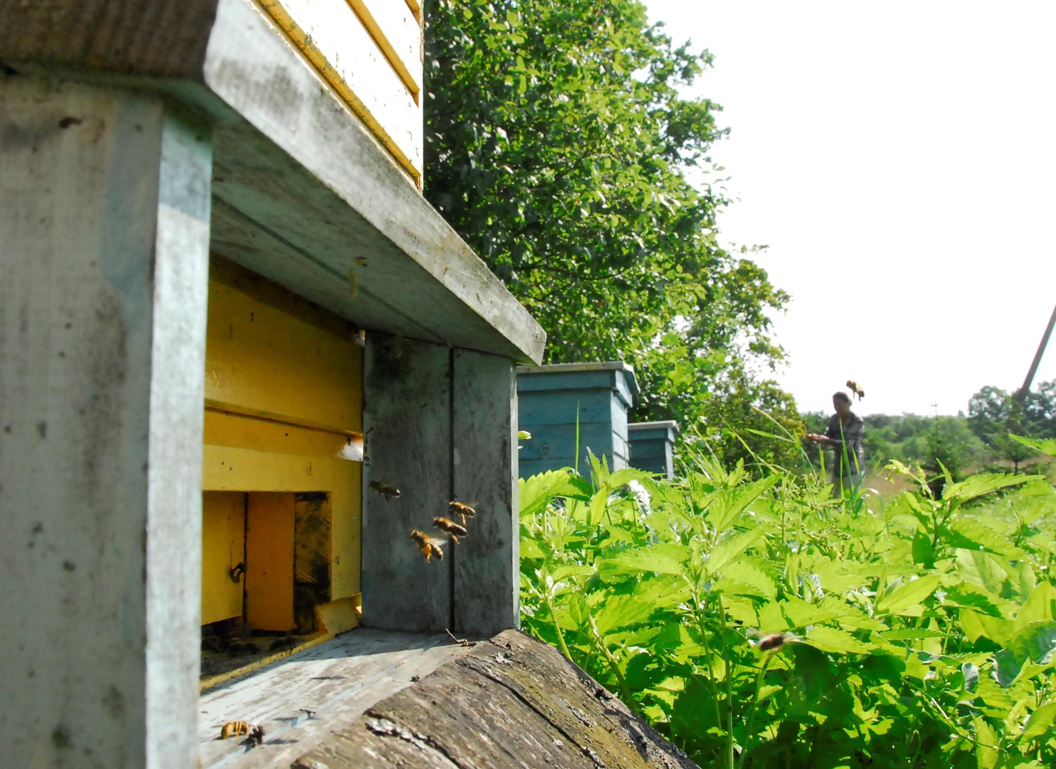 Seime pritarta siūlymui minėti Bitininkų dieną /