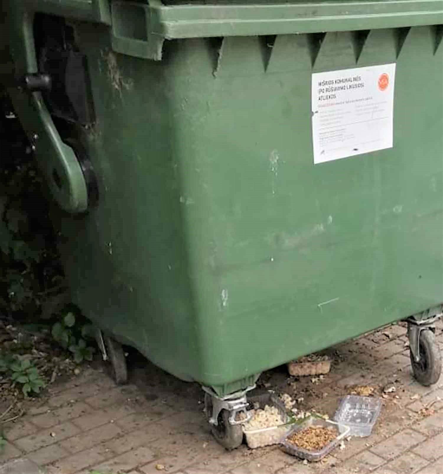 Šeria beglobius katinus /