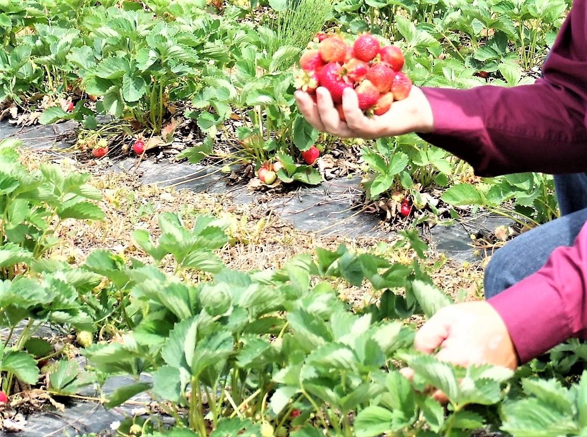 Sezoninių darbų pasiūla mažesnė /