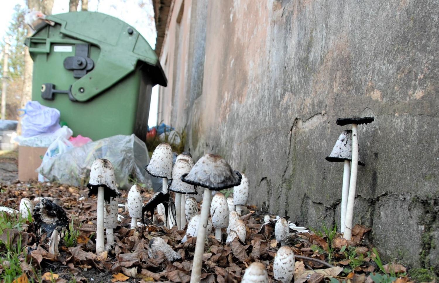 Šiais metais turėtume gyventi švariau / Gedimino Nemunaičio nuotr. Atliekų vežimo srityje bus pokyčių.