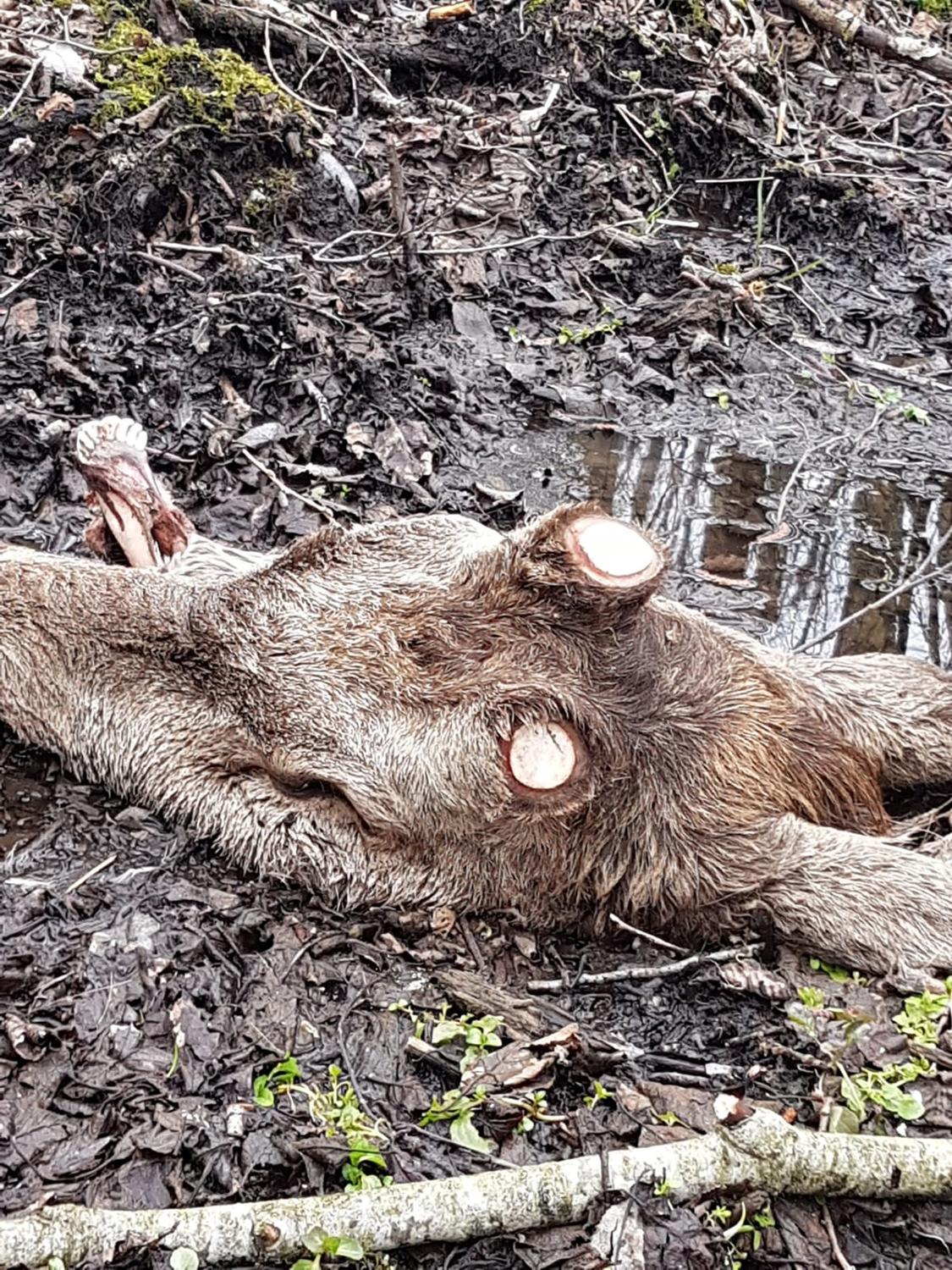 Siesarties kaulų istorijoje aiškėja daugiau detalių /