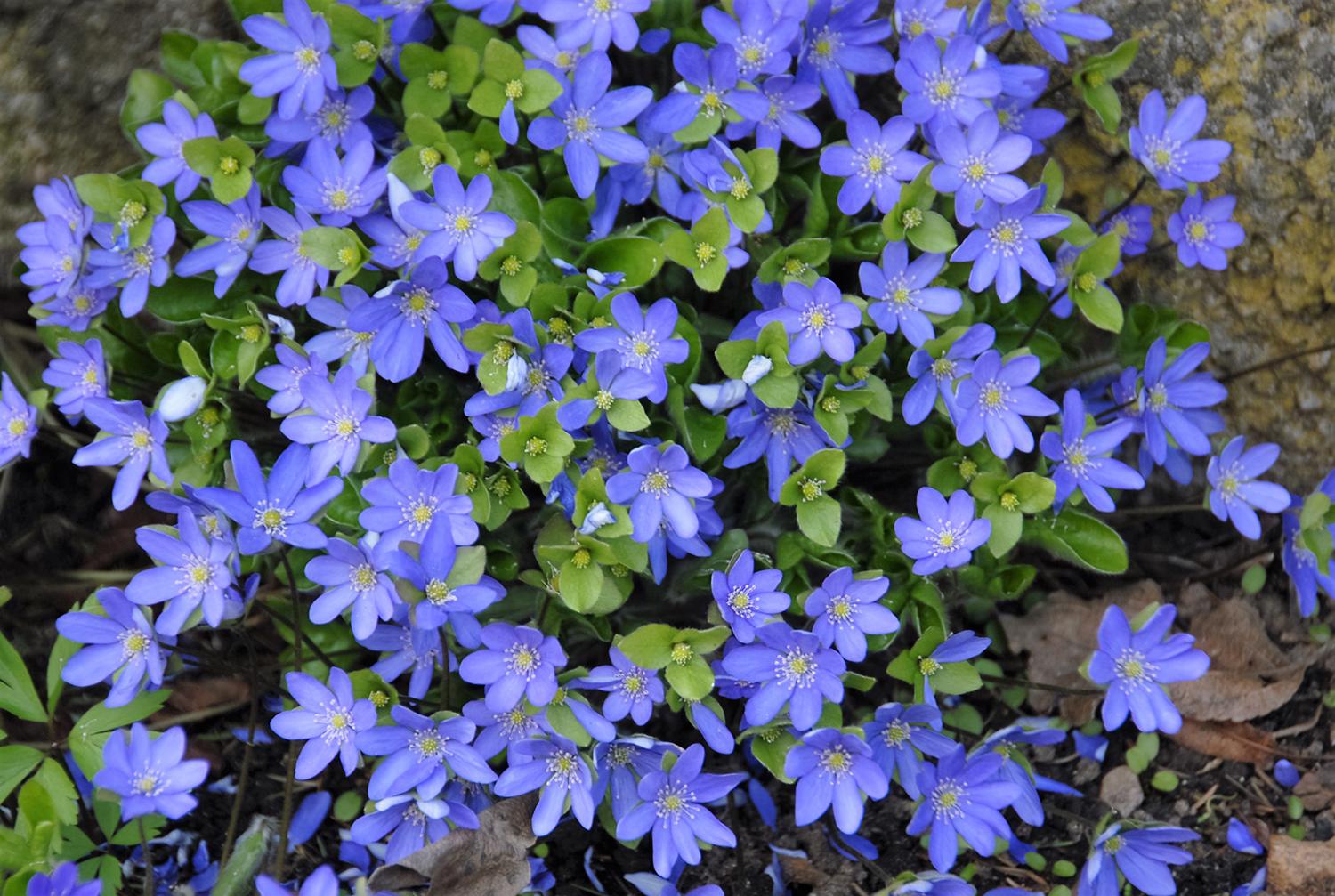 Skinti galima ne viską / Žibuoklių nedraudžiama skinti ir jomis prekiauti. Gedimino Nemunaičio nuotr.