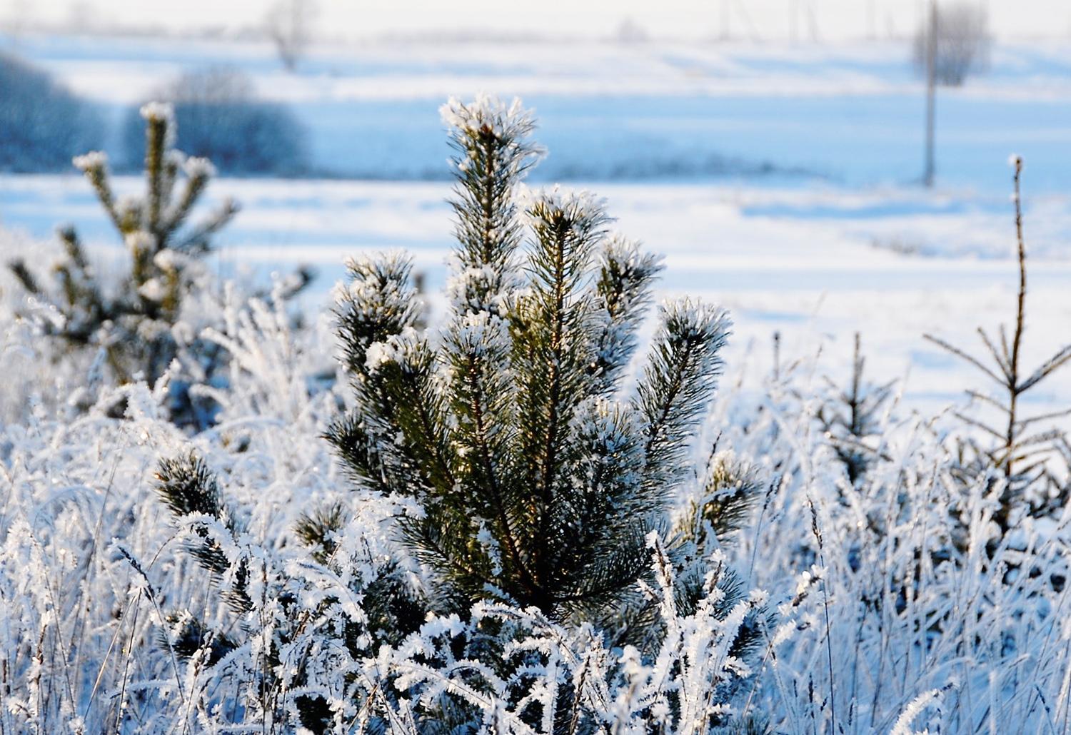 Smarkiai sumažinti miškų sodinimo formalumai / Gyventojai skatinami imtis iniciatyvos ir prisidėti prie šalies miškingumo didinimo.  Gedimino Nemunaičio nuotr.